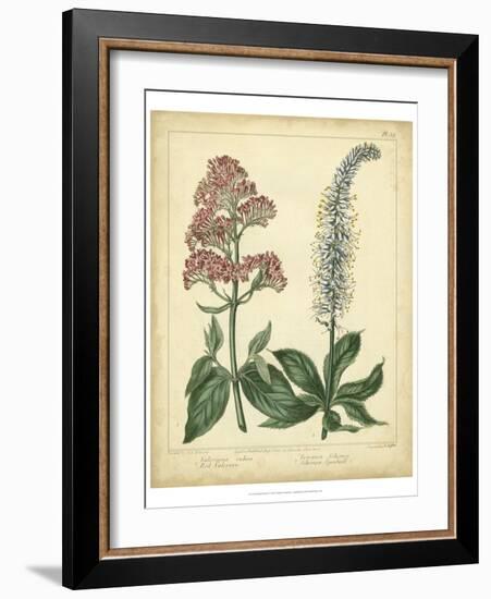 Garden Flora VI-Sydenham Edwards-Framed Art Print