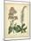 Garden Flora VI-Sydenham Edwards-Mounted Art Print