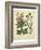 Garden Flora VII-Sydenham Edwards-Framed Art Print