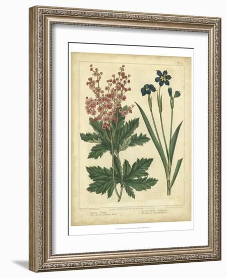 Garden Flora VII-Sydenham Edwards-Framed Art Print