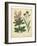 Garden Flora VII-Sydenham Edwards-Framed Art Print