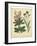 Garden Flora VII-Sydenham Edwards-Framed Art Print