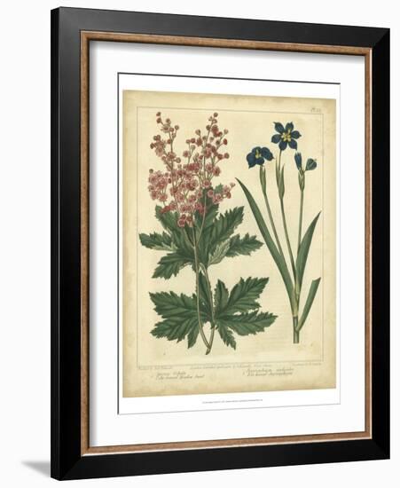 Garden Flora VII-Sydenham Edwards-Framed Art Print