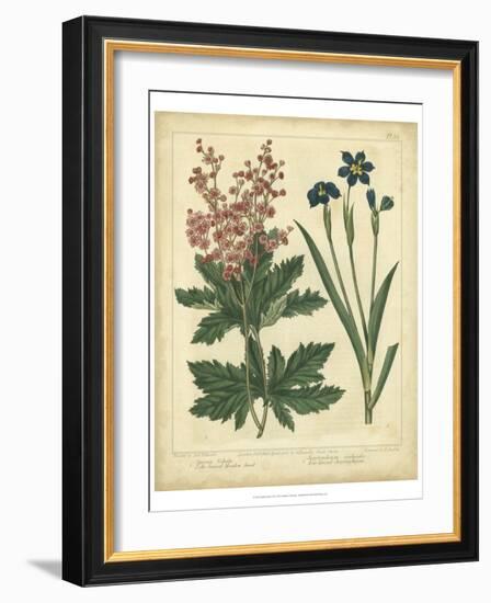 Garden Flora VII-Sydenham Edwards-Framed Art Print