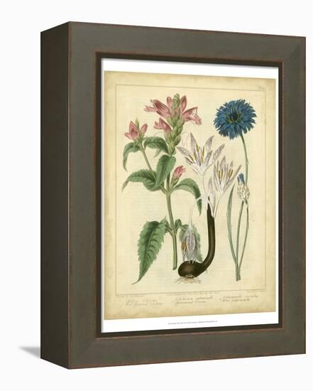 Garden Flora VIII-Sydenham Edwards-Framed Stretched Canvas