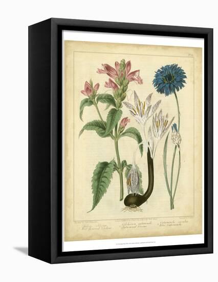 Garden Flora VIII-Sydenham Edwards-Framed Stretched Canvas