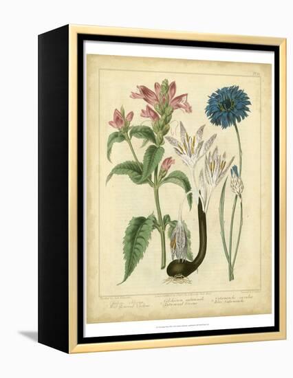 Garden Flora VIII-Sydenham Edwards-Framed Stretched Canvas