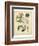 Garden Flora VIII-Sydenham Edwards-Framed Premium Giclee Print