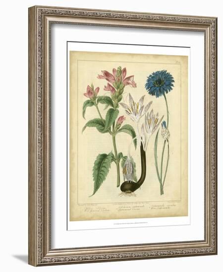 Garden Flora VIII-Sydenham Edwards-Framed Art Print