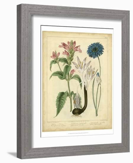 Garden Flora VIII-Sydenham Edwards-Framed Art Print