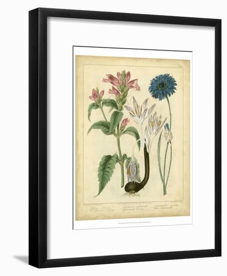 Garden Flora VIII-Sydenham Edwards-Framed Art Print