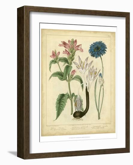 Garden Flora VIII-Sydenham Edwards-Framed Art Print