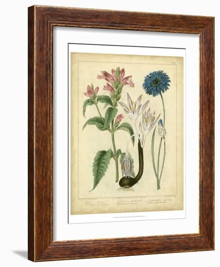 Garden Flora VIII-Sydenham Edwards-Framed Art Print