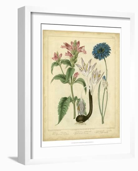 Garden Flora VIII-Sydenham Edwards-Framed Art Print