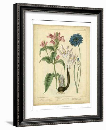 Garden Flora VIII-Sydenham Edwards-Framed Art Print