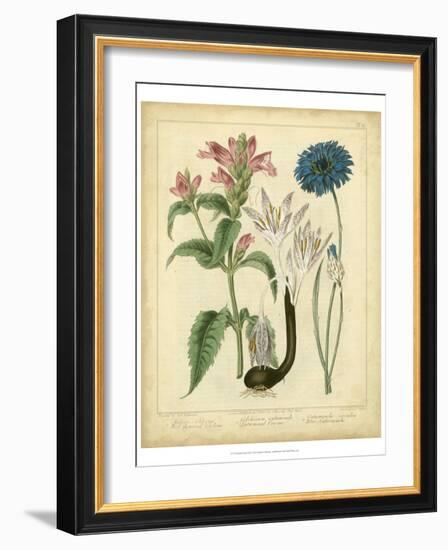 Garden Flora VIII-Sydenham Edwards-Framed Art Print