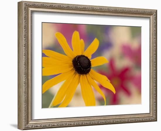 Garden Flower, Washington, USA-Michele Westmorland-Framed Photographic Print