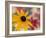 Garden Flower, Washington, USA-Michele Westmorland-Framed Photographic Print