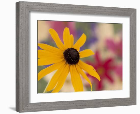 Garden Flower, Washington, USA-Michele Westmorland-Framed Photographic Print