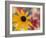 Garden Flower, Washington, USA-Michele Westmorland-Framed Photographic Print