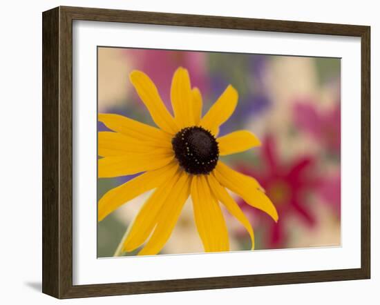 Garden Flower, Washington, USA-Michele Westmorland-Framed Photographic Print