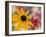 Garden Flower, Washington, USA-Michele Westmorland-Framed Photographic Print