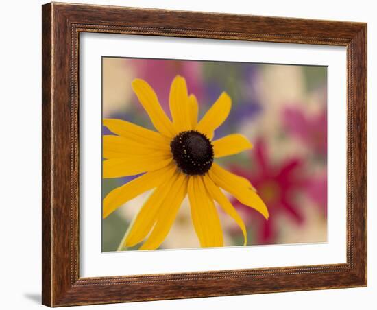 Garden Flower, Washington, USA-Michele Westmorland-Framed Photographic Print