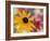 Garden Flower, Washington, USA-Michele Westmorland-Framed Photographic Print