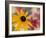 Garden Flower, Washington, USA-Michele Westmorland-Framed Photographic Print