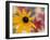 Garden Flower, Washington, USA-Michele Westmorland-Framed Photographic Print