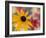 Garden Flower, Washington, USA-Michele Westmorland-Framed Photographic Print