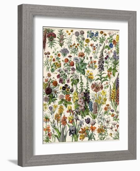 Garden Flowers, Lily, Daffodil, Tulip, Dahlia, Zinnia, Pansy, Marigold-null-Framed Giclee Print