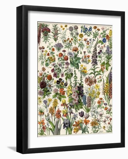 Garden Flowers, Lily, Daffodil, Tulip, Dahlia, Zinnia, Pansy, Marigold-null-Framed Giclee Print