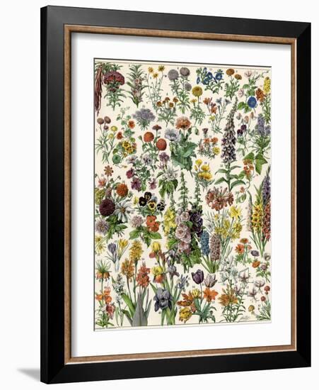 Garden Flowers, Lily, Daffodil, Tulip, Dahlia, Zinnia, Pansy, Marigold-null-Framed Giclee Print