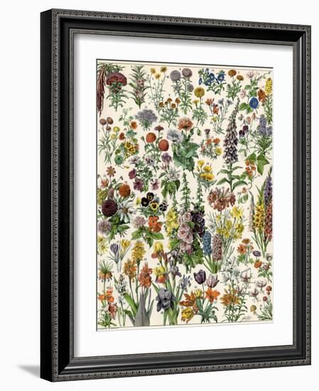 Garden Flowers, Lily, Daffodil, Tulip, Dahlia, Zinnia, Pansy, Marigold-null-Framed Giclee Print