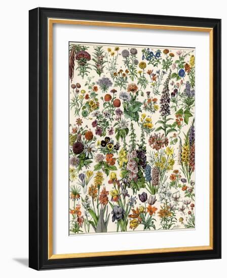 Garden Flowers, Lily, Daffodil, Tulip, Dahlia, Zinnia, Pansy, Marigold-null-Framed Giclee Print