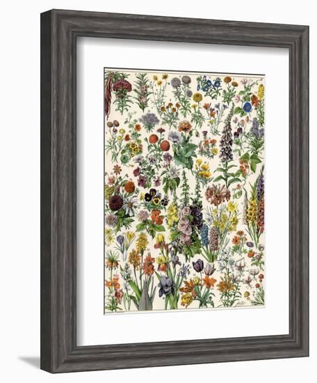 Garden Flowers, Lily, Daffodil, Tulip, Dahlia, Zinnia, Pansy, Marigold-null-Framed Giclee Print