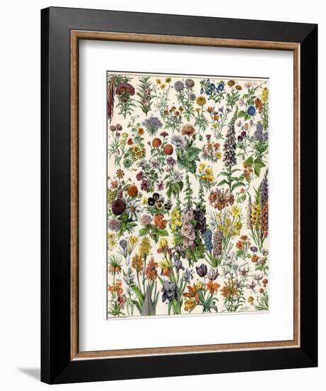 Garden Flowers, Lily, Daffodil, Tulip, Dahlia, Zinnia, Pansy, Marigold-null-Framed Giclee Print