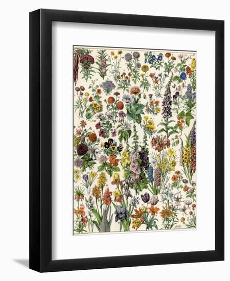 Garden Flowers, Lily, Daffodil, Tulip, Dahlia, Zinnia, Pansy, Marigold-null-Framed Giclee Print