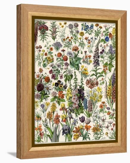 Garden Flowers, Lily, Daffodil, Tulip, Dahlia, Zinnia, Pansy, Marigold-null-Framed Premier Image Canvas