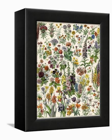 Garden Flowers, Lily, Daffodil, Tulip, Dahlia, Zinnia, Pansy, Marigold-null-Framed Premier Image Canvas