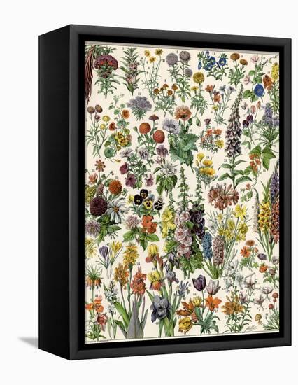 Garden Flowers, Lily, Daffodil, Tulip, Dahlia, Zinnia, Pansy, Marigold-null-Framed Premier Image Canvas