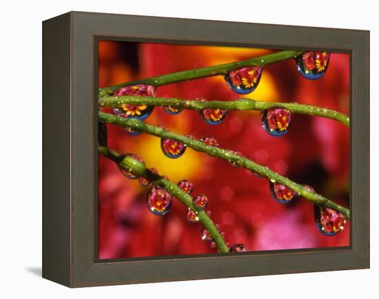 Garden Flowers Reflecting in Dewdrops-Steve Terrill-Framed Premier Image Canvas