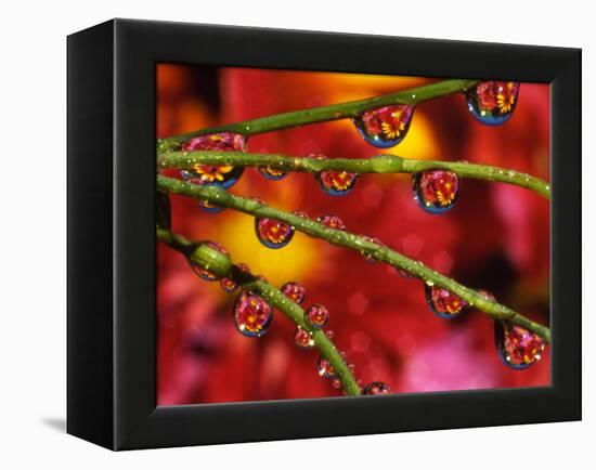 Garden Flowers Reflecting in Dewdrops-Steve Terrill-Framed Premier Image Canvas