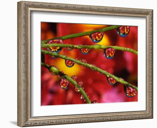 Garden Flowers Reflecting in Dewdrops-Steve Terrill-Framed Photographic Print