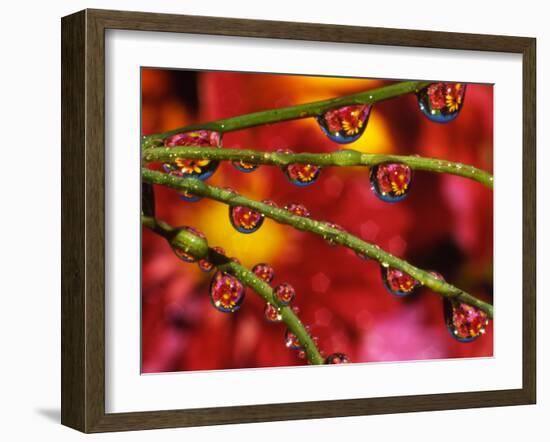 Garden Flowers Reflecting in Dewdrops-Steve Terrill-Framed Photographic Print