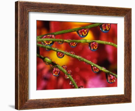 Garden Flowers Reflecting in Dewdrops-Steve Terrill-Framed Photographic Print