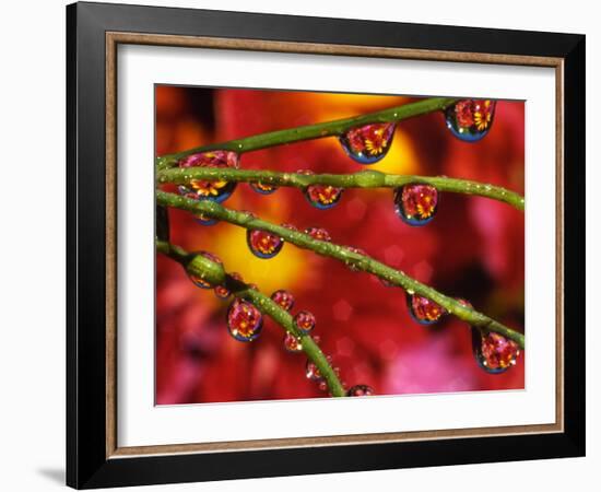 Garden Flowers Reflecting in Dewdrops-Steve Terrill-Framed Photographic Print