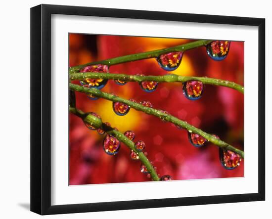 Garden Flowers Reflecting in Dewdrops-Steve Terrill-Framed Photographic Print