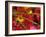 Garden Flowers Reflecting in Dewdrops-Steve Terrill-Framed Photographic Print